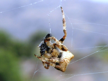 Araneus sp.